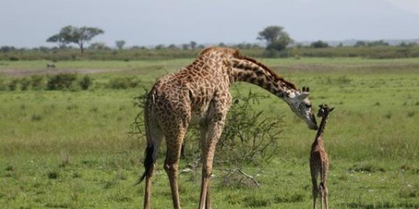 Jirafas en la naturaleza