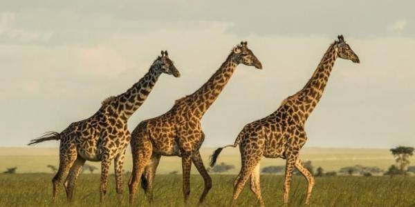 Ejemplares de jirafas masai