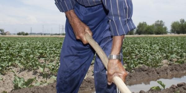 Las pensiones de jubilación del sector agrícola tiene unos requisitos