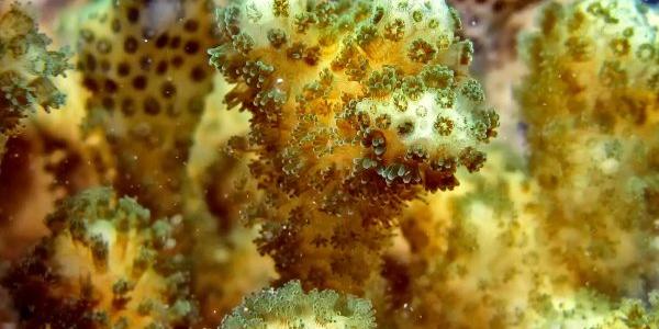 Ejemplo de larvas coralinas