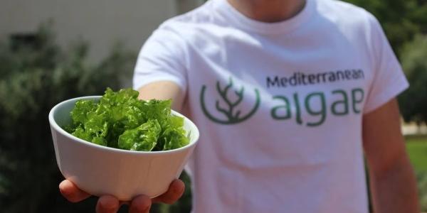 La lechuga de mar en un bol