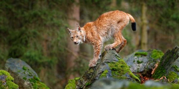 Un lince europeo en libertad