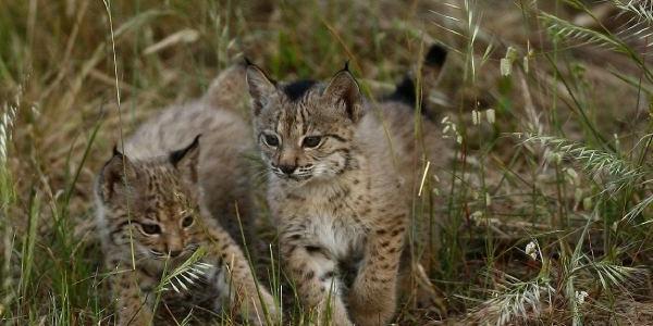 Cachorros de lince ibérico