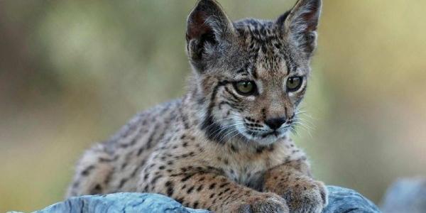 Un cachorro de lince ibérico