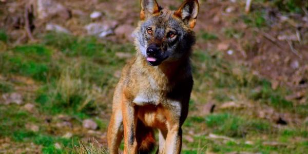 Ejemplar de lobo ibérico 