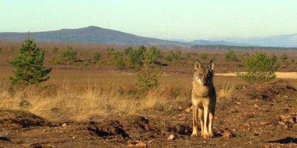 Así se comunican los lobos