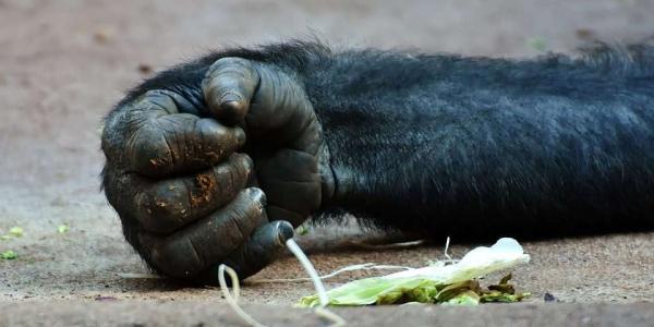 Mano de un chimpancé / UNED