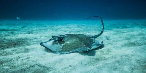 Aumenta la presencia de las mantarrayas en Mallorca