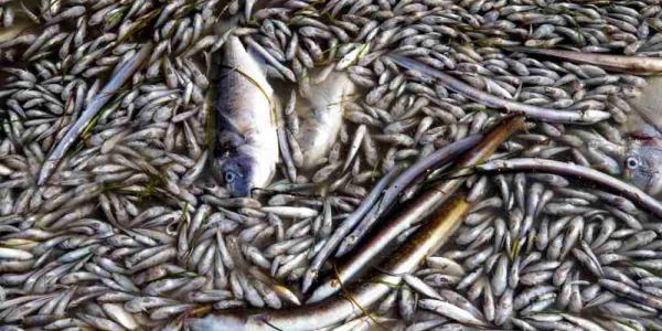 Peces muertos en el Mar Menor