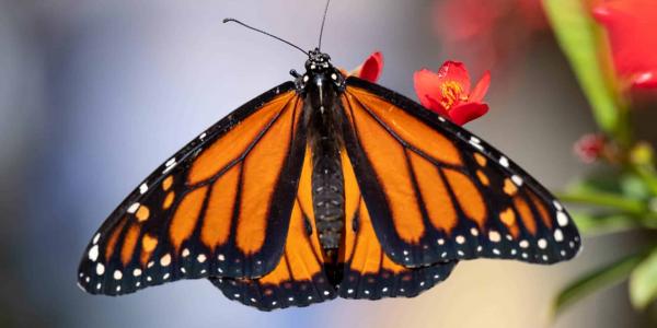 La mariposa monarca ha sido añadida a la Lista Roja de Especies Amenazadas