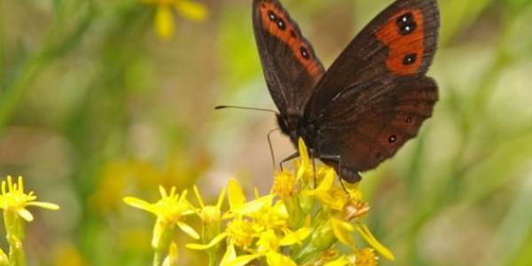 Mariposas de montaña