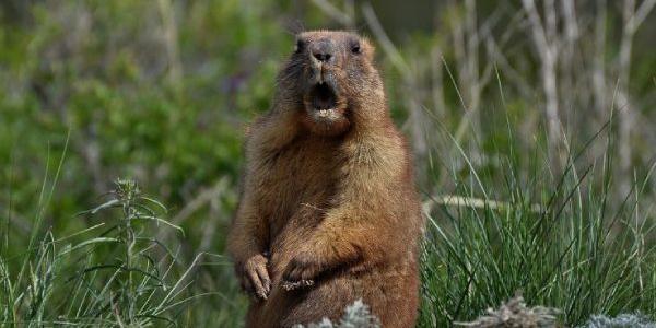 La peste bubónica afecta a las marmotas