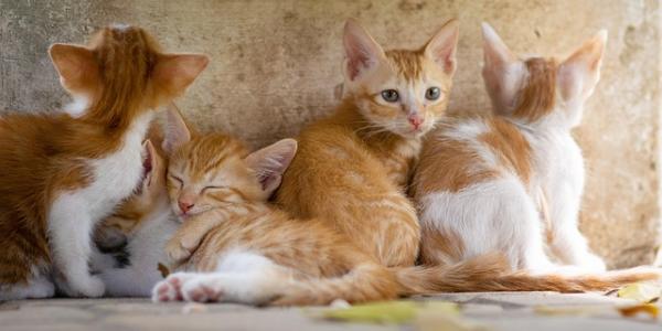 Gatitos