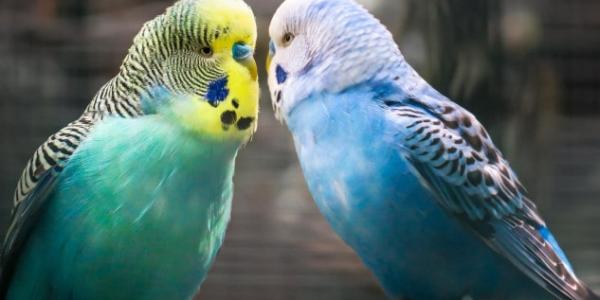 Mascotas que ya no podrás tener en casa