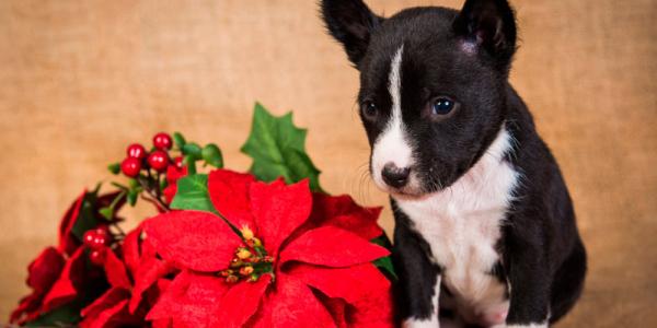 Hay plantas que son tóxicas para las mascotas