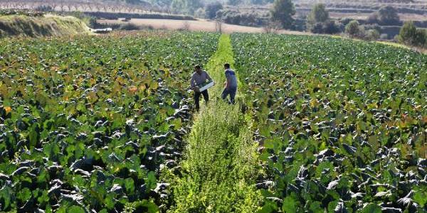 Extensión ecológica en Murcia 