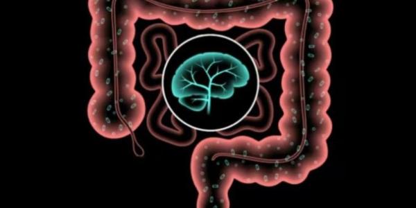 Infografía del intestino y el cerebro