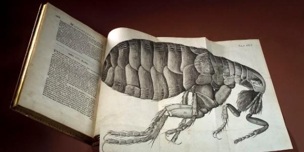 "Micrographia", el best seller científico