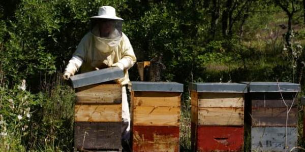 Los apicultores se ven afectados por distintos factores