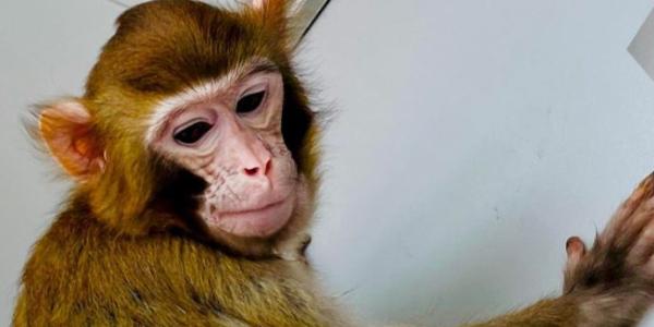 Segundos monos clonados en China con la técnica de Dolly 