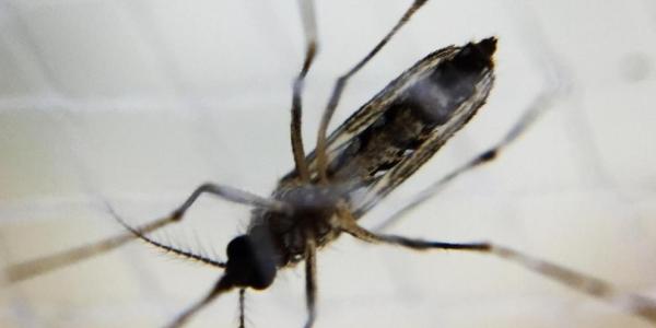 Mosquito que causa el dengue