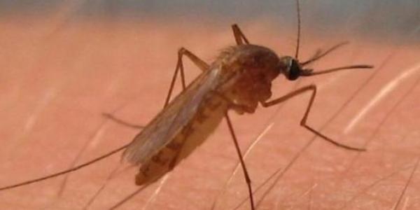 El mosquito con la picadura infecta a las personas 
