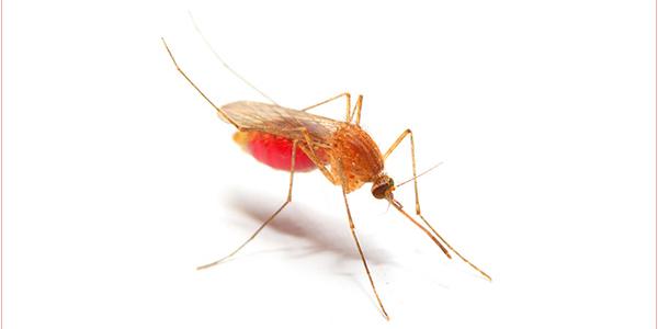 Mosquito que causa de la malaria