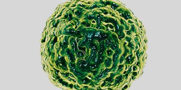 Norovirus, el nuevo brote similar al Covid
