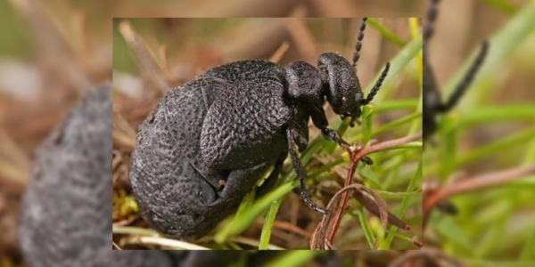 Nueva especie de escarabajo