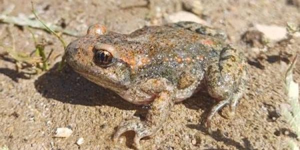 Ejemplar adulto de sapo partero