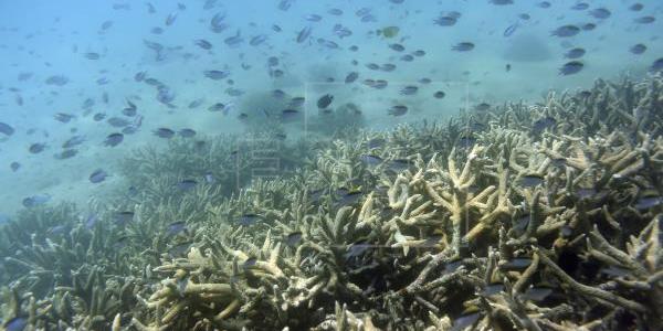 Peces en el arrecife de coral en Australia