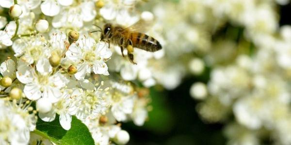 Un oasis para abejas en el jardín de tu casa