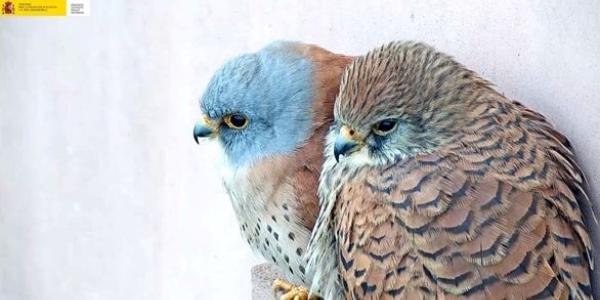 Observación de aves: Cámara en directo de dos polluelos de cernícalo primilla
