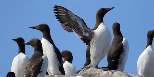 Aves marinas