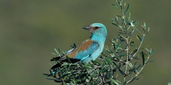 Más plantas atraen a más aves y los olivares mejoran su producción