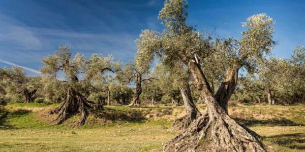 Apadrinar un olivo milenario para proteger el medio