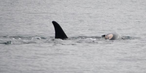 Aquí la orca cargando con su cría fallecida