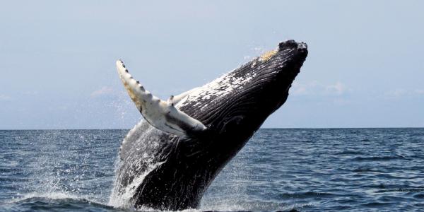 orca morgan