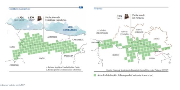 La situación del oso pardo en Cantabria y los Pirineos