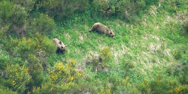 Dos especies de oso pardo, un macho y una hembra