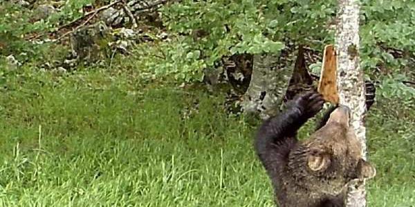 Un oso pardo retira la corteza con la que los investigadores taparon marcas en un árbo