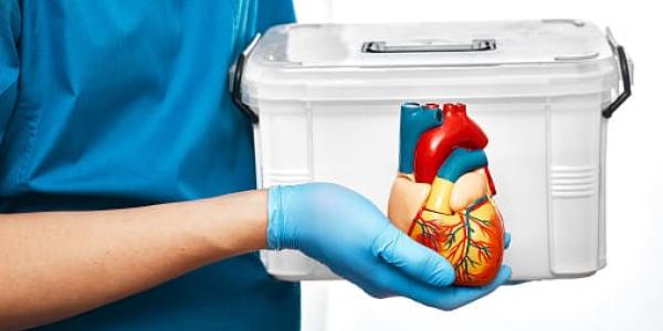Médico con una urna y un órgano listo para trasplantar