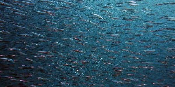 La reproducción de los peces y la temperatura de las aguas