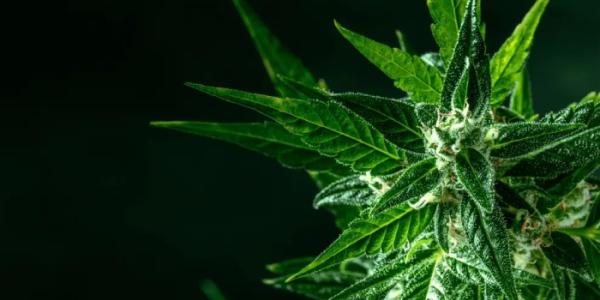 Cannabis