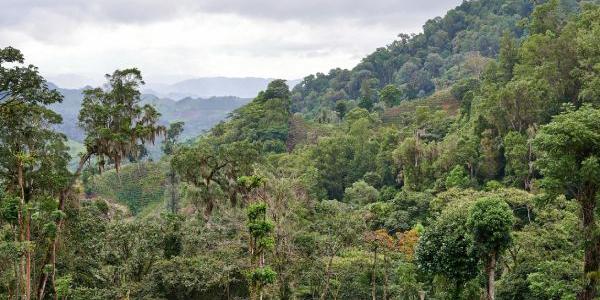 Bosque tropical en Colombia 