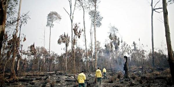 El Amazonas afectado por los incendios