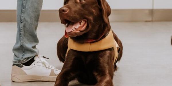 Situación de los perros de asistencia