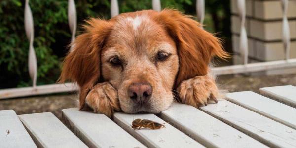 Un estudio habla sobre la autodomesticación en los perros