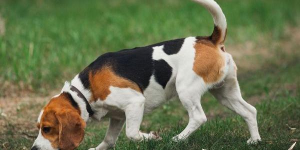 Ejemplo de perros de caza