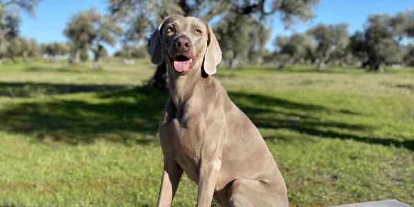 Los perros entrenados pueden detectar la covid-19
